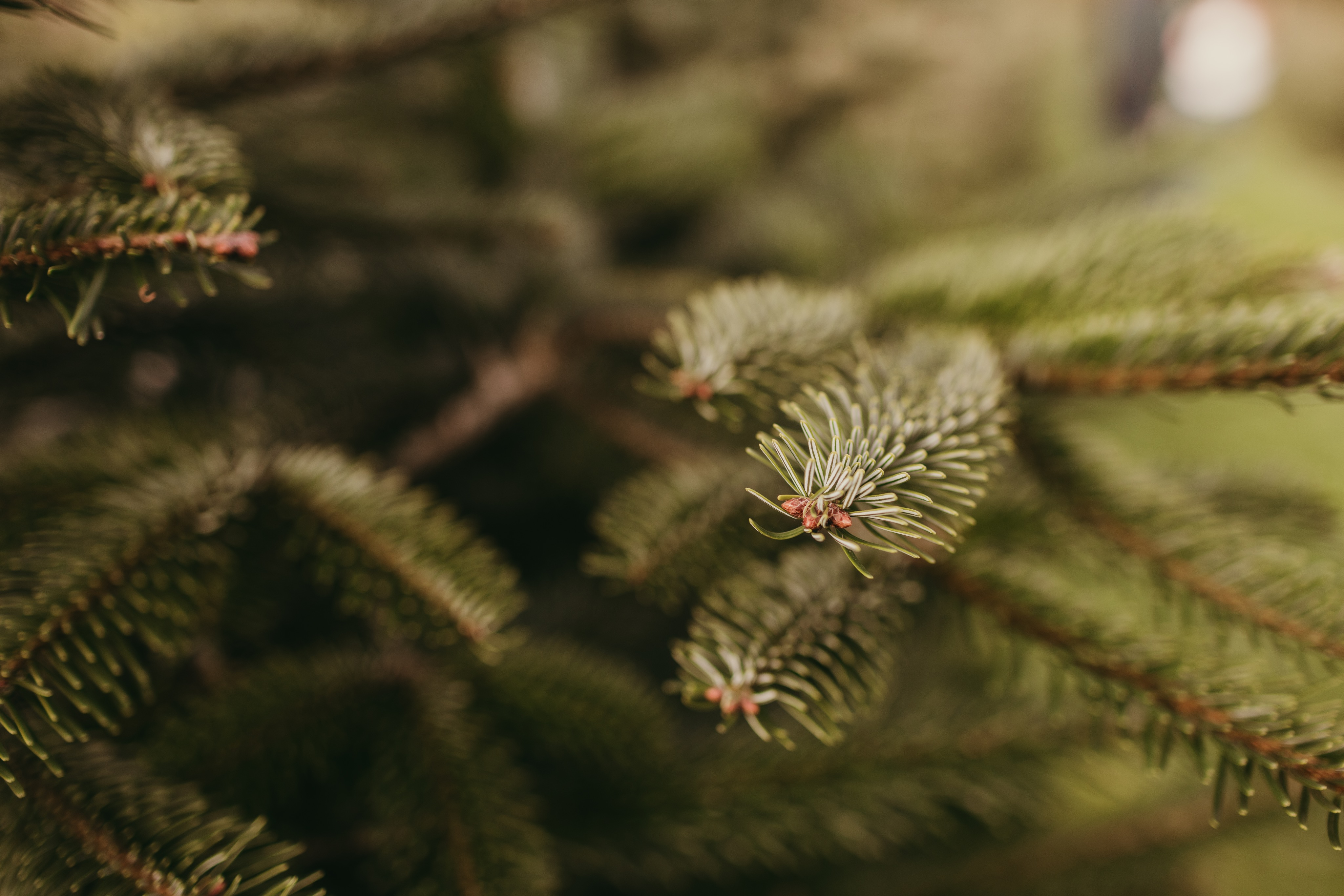 Secret Valley Christmas Trees - Fresh Premium Christmas Trees